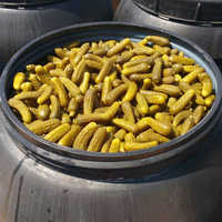Pickled Gherkins