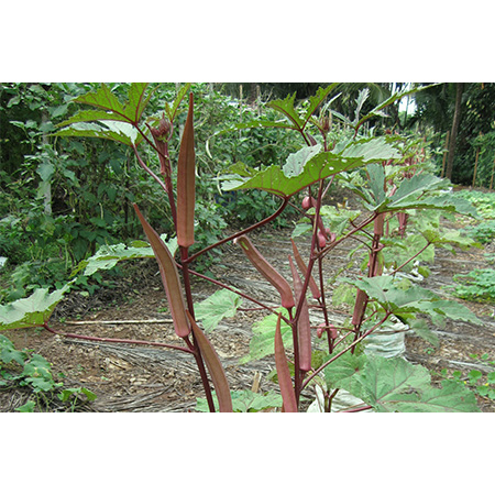 Okra Ladys Finger