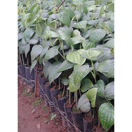 Nursery Plants