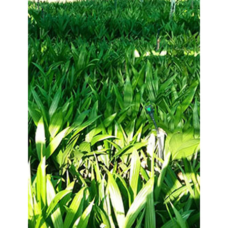 Cardamom Saplings