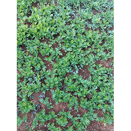 Silver Oak Bare Root Seedlings