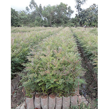 Silver Oak Saplings