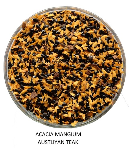 Acacia Mangium Austliyan teak By NEEL KANTH AGRO FORESTRY