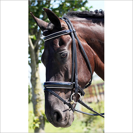 All Type Horse Bridles