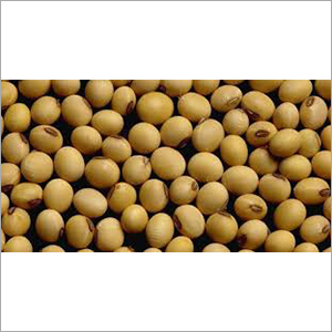 Soya Seeds