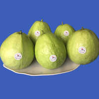 Fresh Guava Fruits