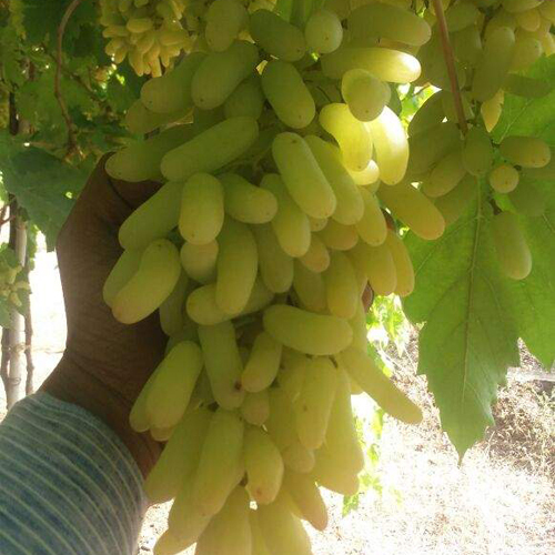 Green Fresh Grapes