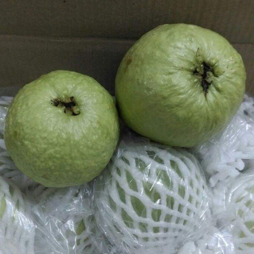 Green Guava