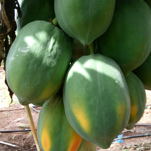 Green Papaya