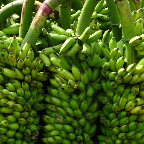 Fresh Cavendish Banana