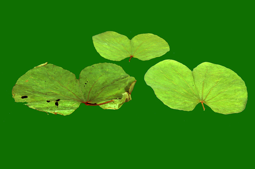 Bahunia Leaf
