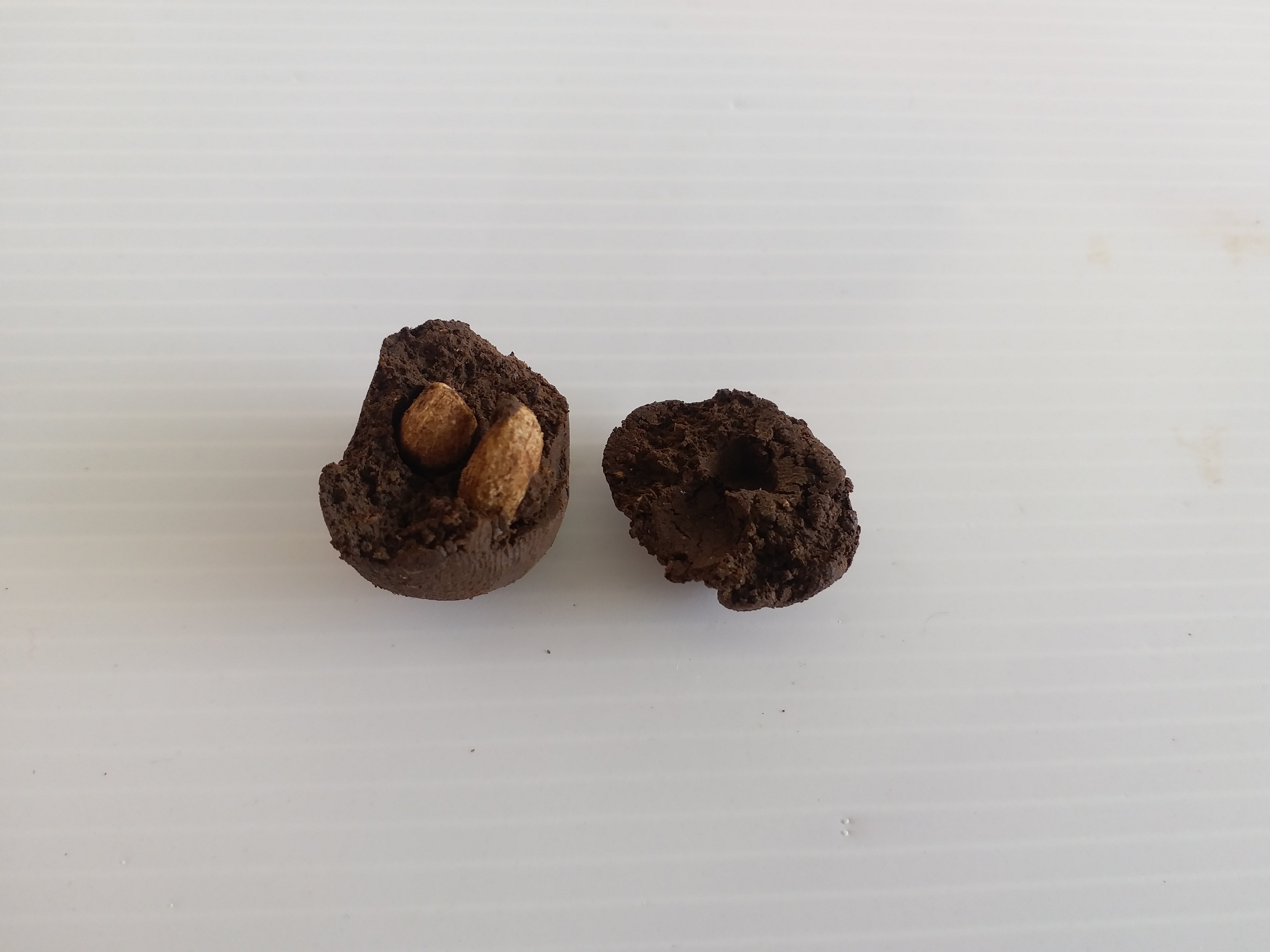 Seed Balls (Neem Seed ball) 100 Seed Balls