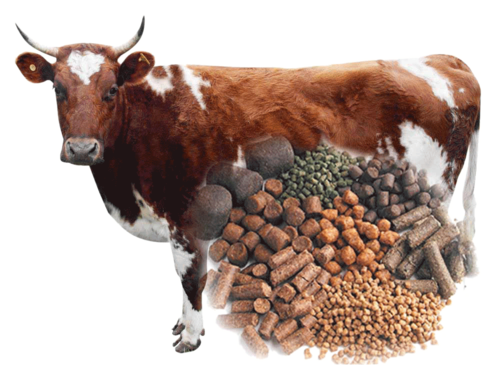 cattle feed