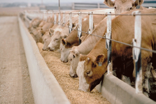 Animal feed