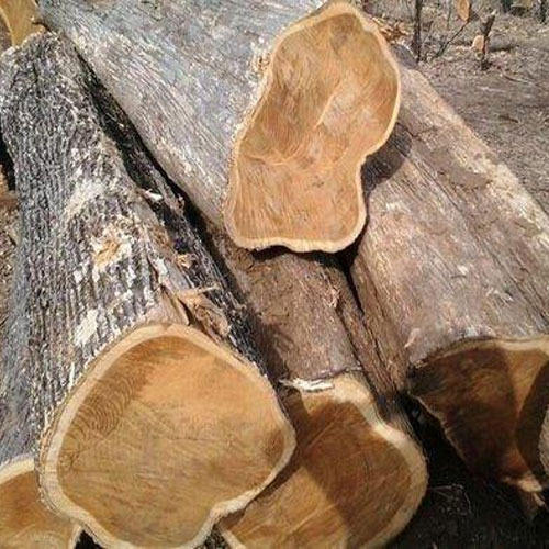Teak Wood Logs