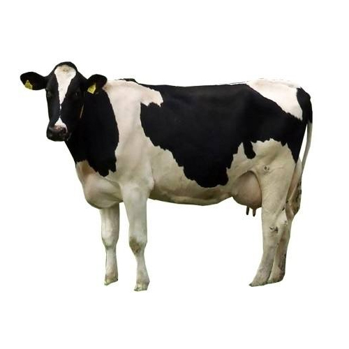 Hf Cow