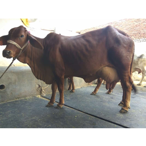 Sahiwal Cow Breeder