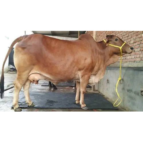 High Yield Brown Sahiwal Cow