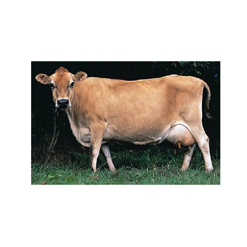 Jersey Cow