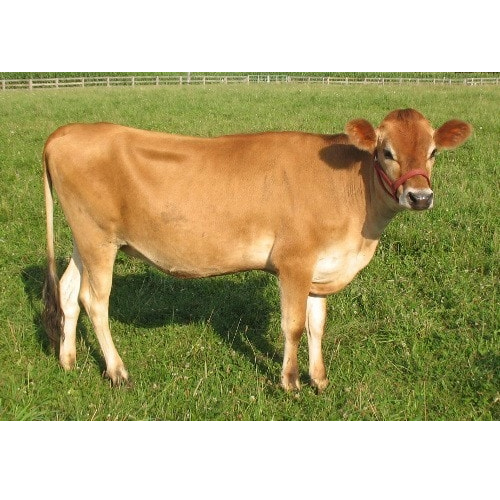 Pure Bread Jersey Cow