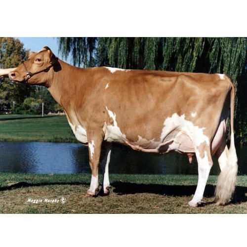Jersey Cow In India at Best Price in Karnal Nand Pari Dairy Farms