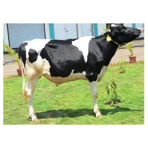 Hf Bull