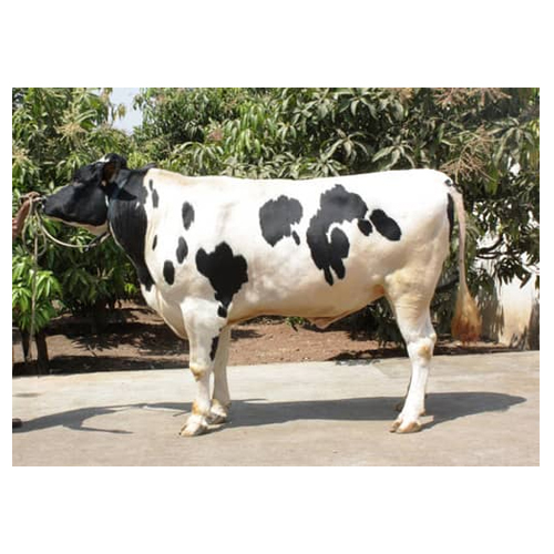 Holstein Friesian Bull