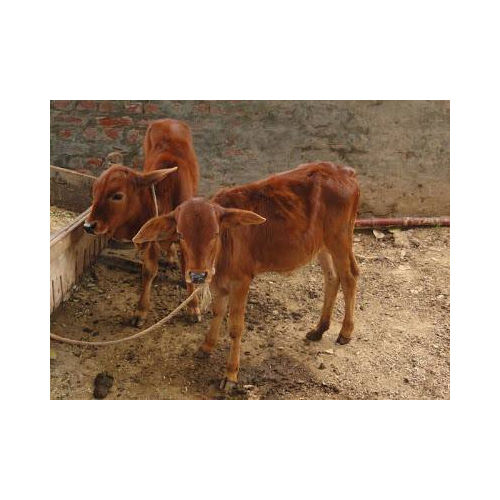 Sahiwal Calf
