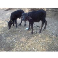 Murrah Buffalo Calf