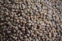 Whole Moth Dal - Organic Dried Brown Oblong Beans, 99% Purity, High Protein, Reduces Blood Glucose Levels, Suitable For Soup And Pulao