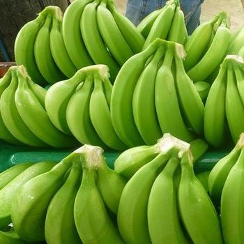 Green Fresh Cavendish Banana