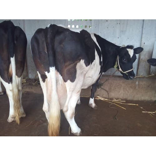 Hf Dairy Cow