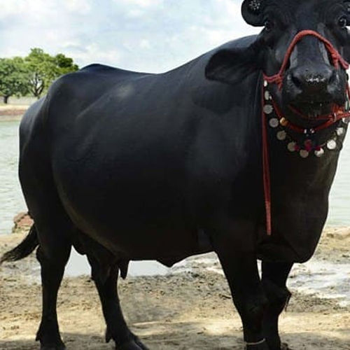 High yield Murrah Buffalo