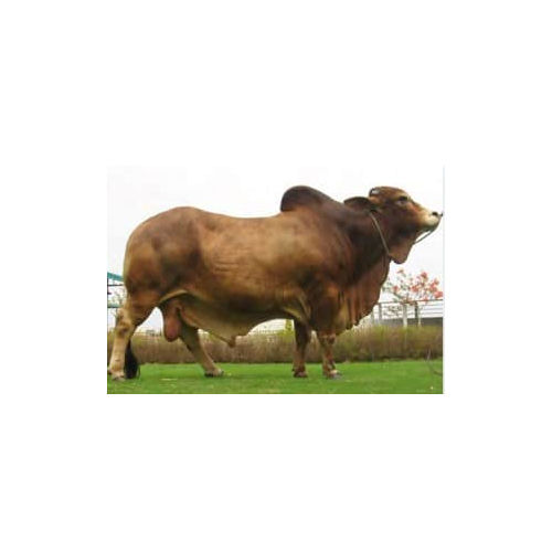 Sahiwal Breed Bull