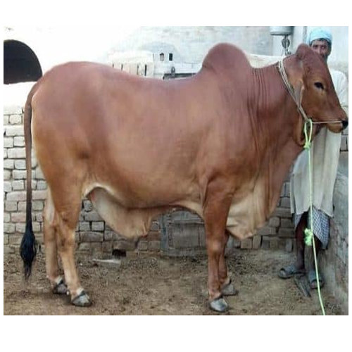 High Yield Sahiwal Bull By WELL BREED DAIRY FARM