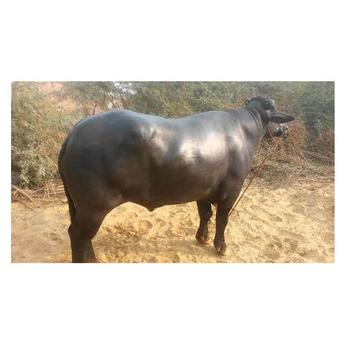 Murrah Bull Supplier In India