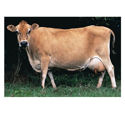 Dairy Jersey Cow