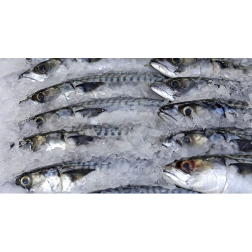 Frozen Fish