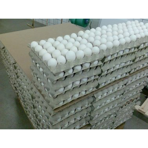 Fresh Chicken White Eggs