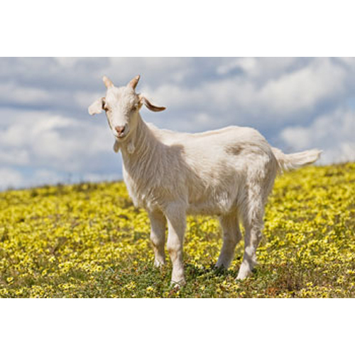 Livestock Goat
