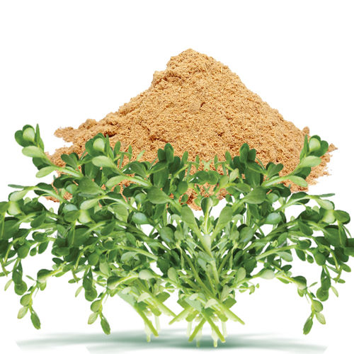 Bacopa Monnieri Dry Extract /Brahmi Extract