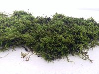 Sphagnum Moss Long Fiber Sphagnum Moss