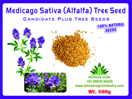 Alfalfa Seeds Medicago Sativa / Luceme Grass Seeds Kuthiraimasal Grass Seeds Weight: 1000 Grams (G)