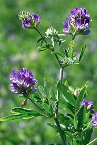 Alfalfa Seeds Medicago Sativa / Luceme Grass Seeds Kuthiraimasal Grass Seeds