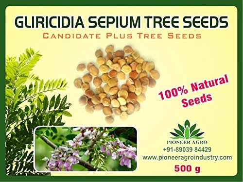 Gliricidia Sepium Tree Seeds 500g
