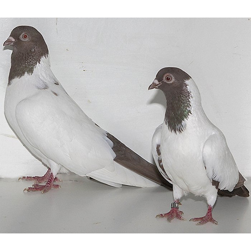 Pigeon Feed