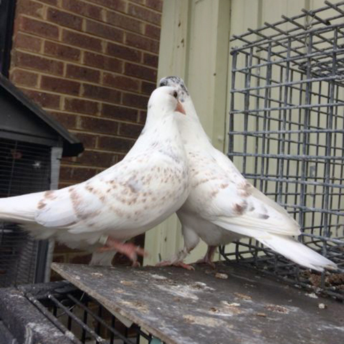 White Pigeons Peas