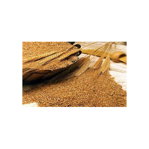 Pure Wheat Grains