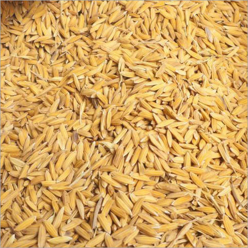 White Paddy Rice