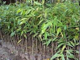 Agar Wood Plants By PANCHAVATI HERBALS